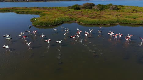 flamingos flying ascending at a shallow water lagoon savannah