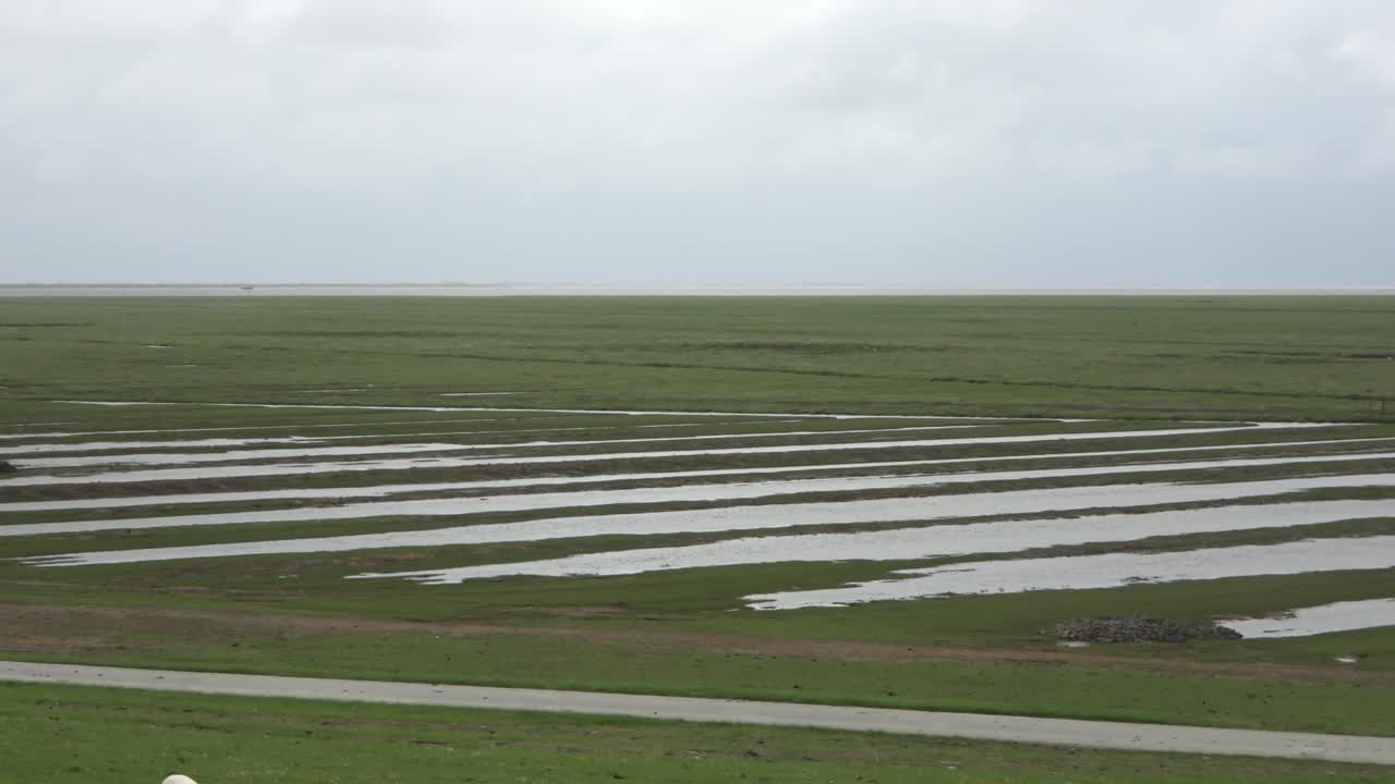 Sheep on a green dike at the North Sea near Husum.