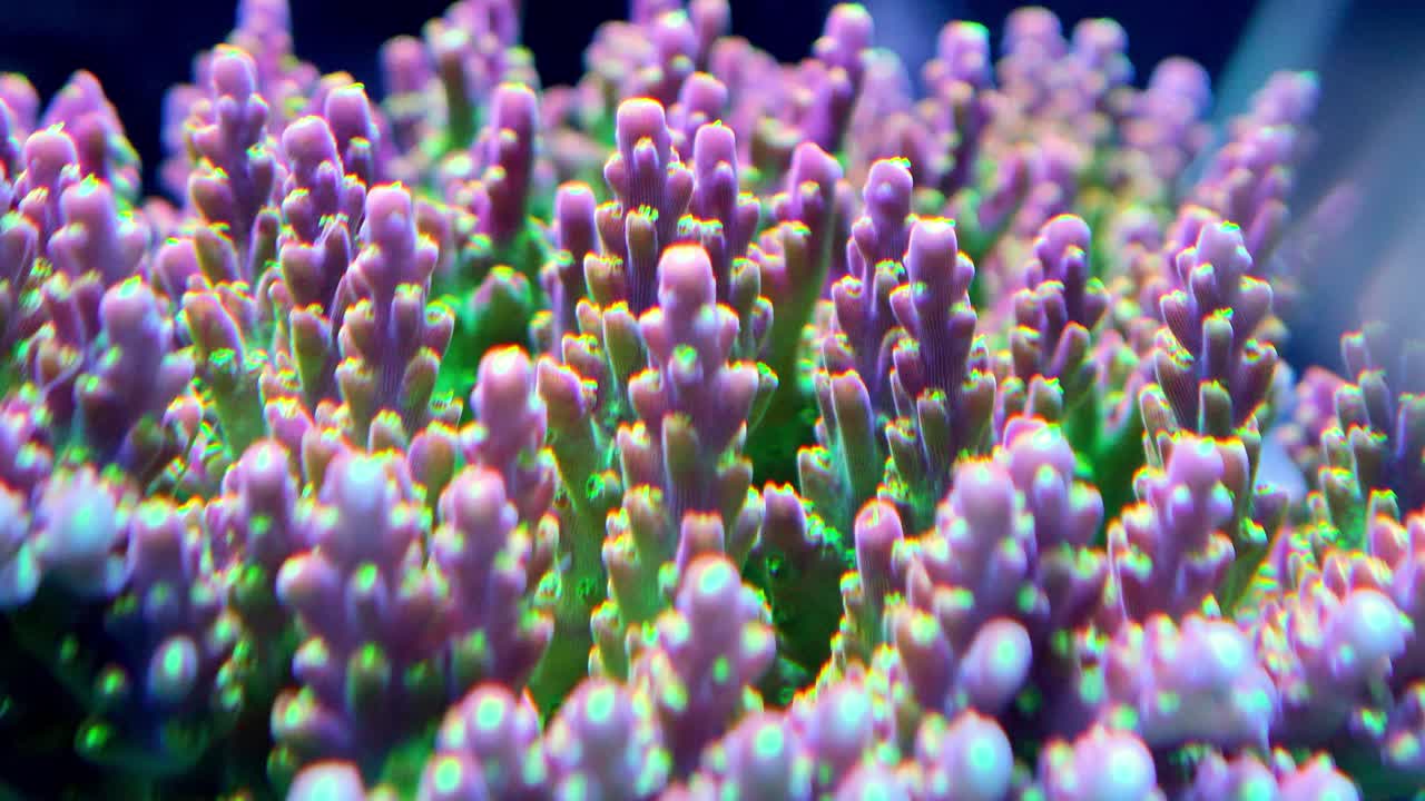 close up of vibrant pink branching soft coral under aquarium or ocean lighting