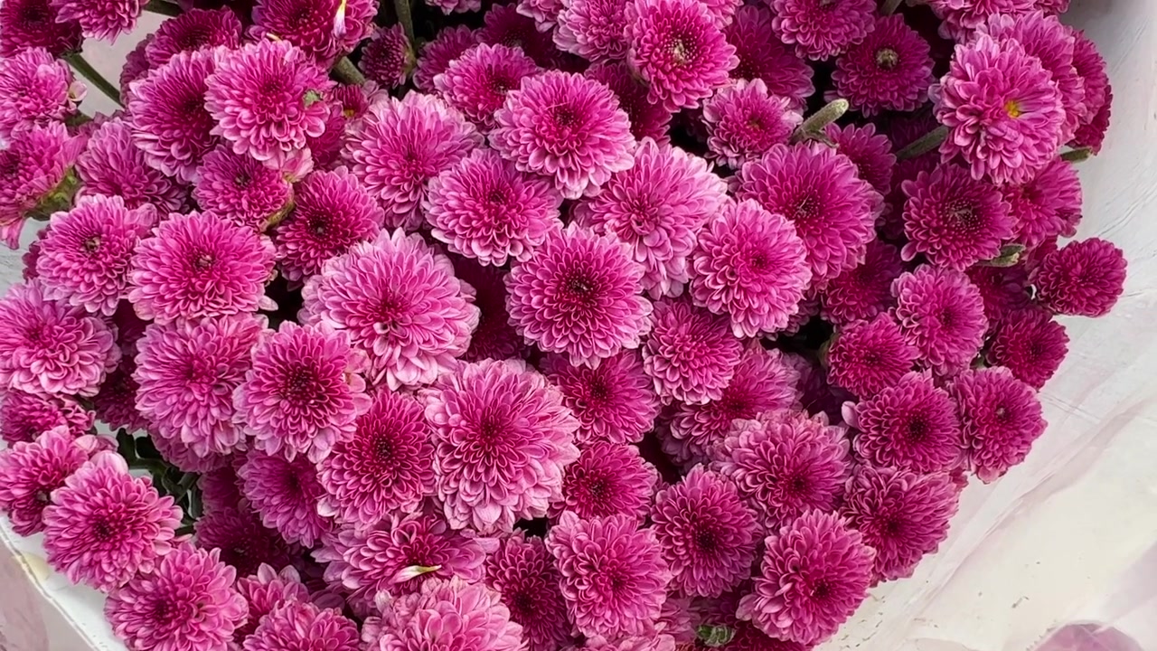 Uno scatto di un grande mazzo di bellissimi piccoli fiori rosa-violacei