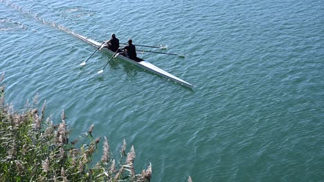 athletes rowing on the rhone, reeds on the shore, morning