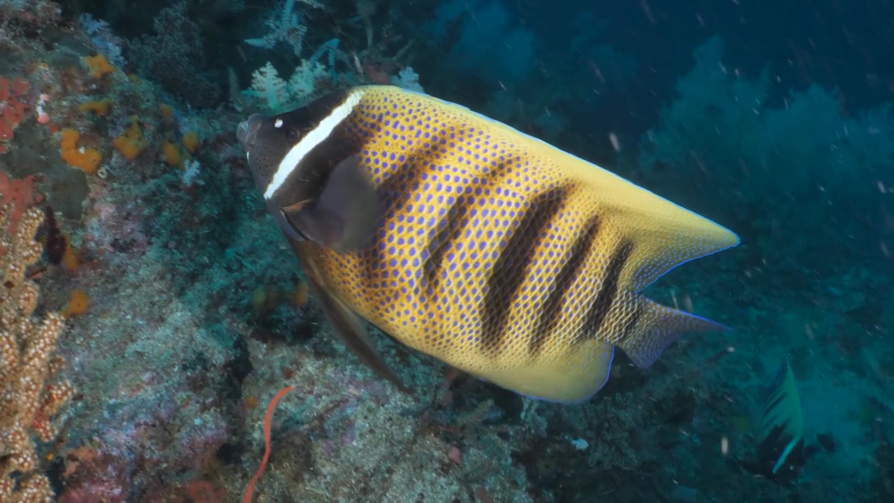 Close shot of a Colorful six bar angelfish with moorish idols in the background on a tropical coral reef in Indonesia