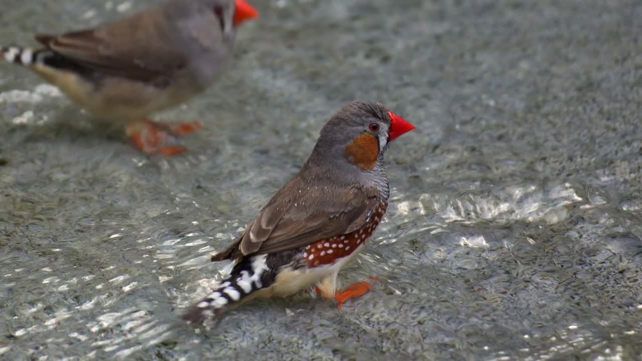 Un gruppo di diamanti mandarino (Taeniopygia guttata) si trova in acque poco profonde, arruffando le piume e facendo il bagno prima del tramonto, primo piano