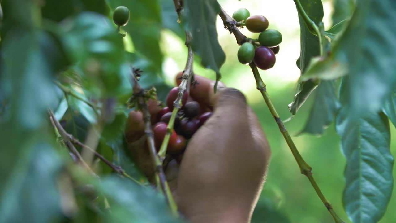 un primer plano de las manos de un agricultor recogiendo granos de café maduros rojos del árbol en el salvador