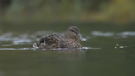 Niedriger-Winkel,-Mittellange-Aufnahme-Einer-Jungen,-Braun-Gesprenkelten-Stockente,-Die-Fröhlich-In-Einem-Ruhigen-Fluss-Flussaufwärts-Schwimmt