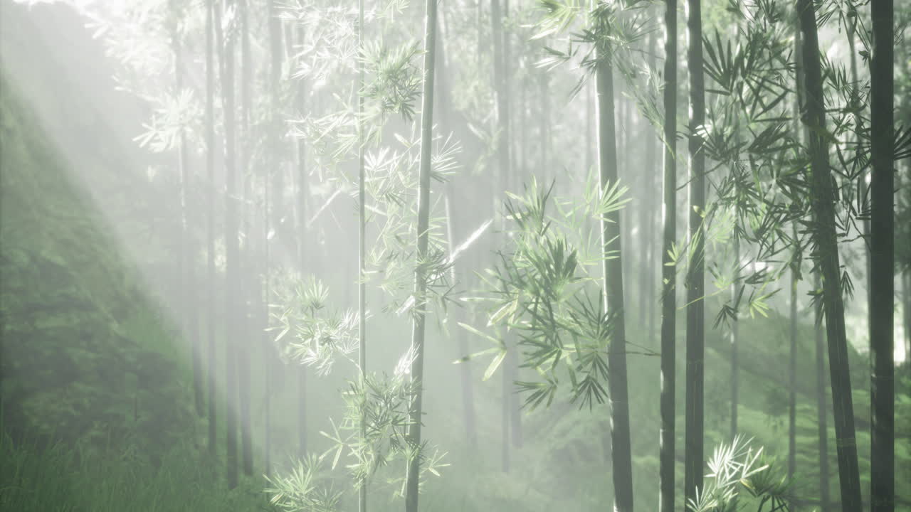 exuberante bosque de bambú iluminado por la suave luz del sol durante la madrugada