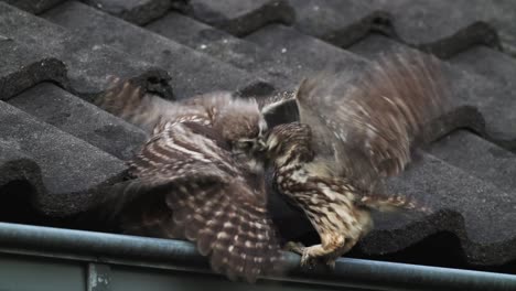 three little owls fighting for food on top of rooftop house, static, day