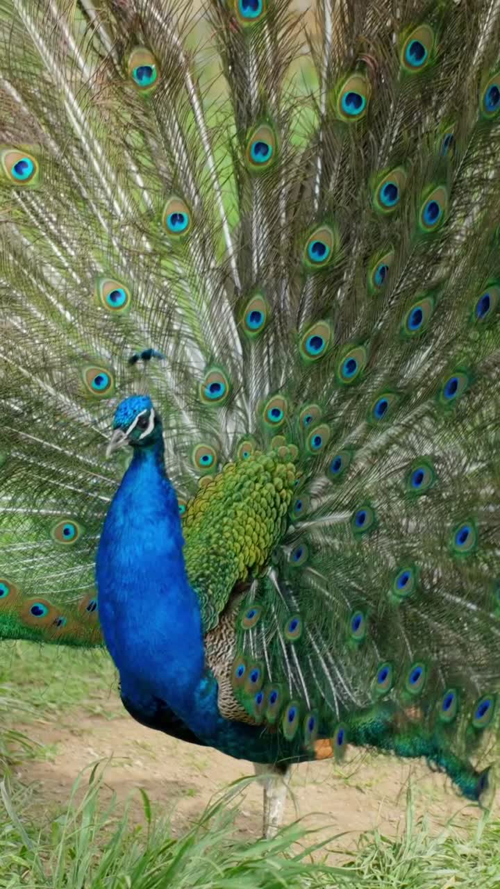 Pavão-indiano (Pavo cristatus) ergue-se com as penas da cauda totalmente abertas, revelando cores azuis e verdes brilhantes em quadro vertical, capturado em ambiente gramado natural sob a luz do dia.