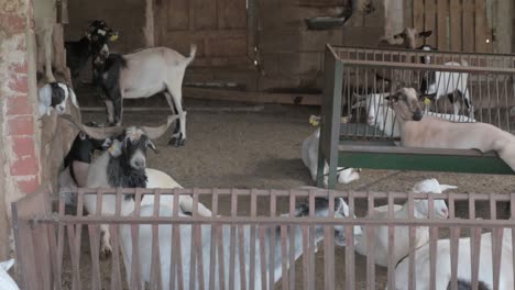 Rebaño-De-Cabras-Descansando-En-Un-Corral-En-Una-Granja