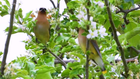 adorable cedar waxwing birds eating flowers from plant in montreal, canada