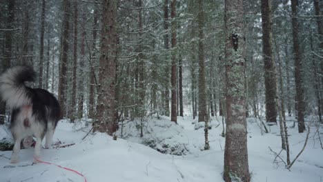 alaskan malamute with red leash holding by a man while trekking in snow forest