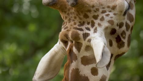 Extreme-Nahaufnahme-Makroaufnahme-Der-Ohren-Und-Hörner-Einer-Großen-Erwachsenen-Giraffe,-Umgeben-Von-Schönen-Grünen-Bäumen