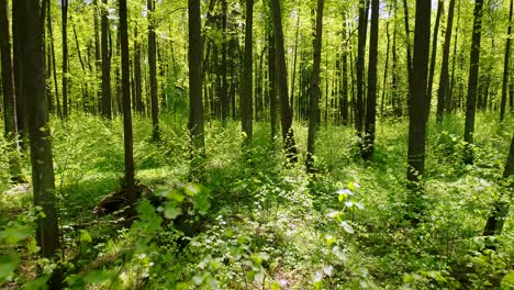 Flying-between-the-trees-in-the-spring-forest.