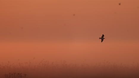 pájaro en vuelo durante el amanecer o el atardecer con niebla