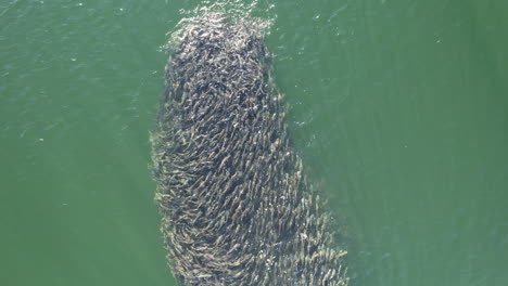 aerial shot of bait ball formed in clear ocean waters, close up drone shot of school of fish