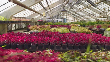 plants in a greenhouse