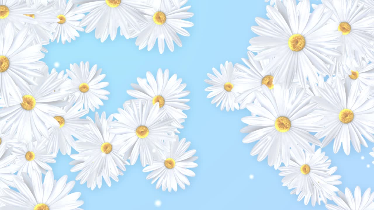 Beautiful blooming white spring flowers daisies and chamomile spinning left to right background