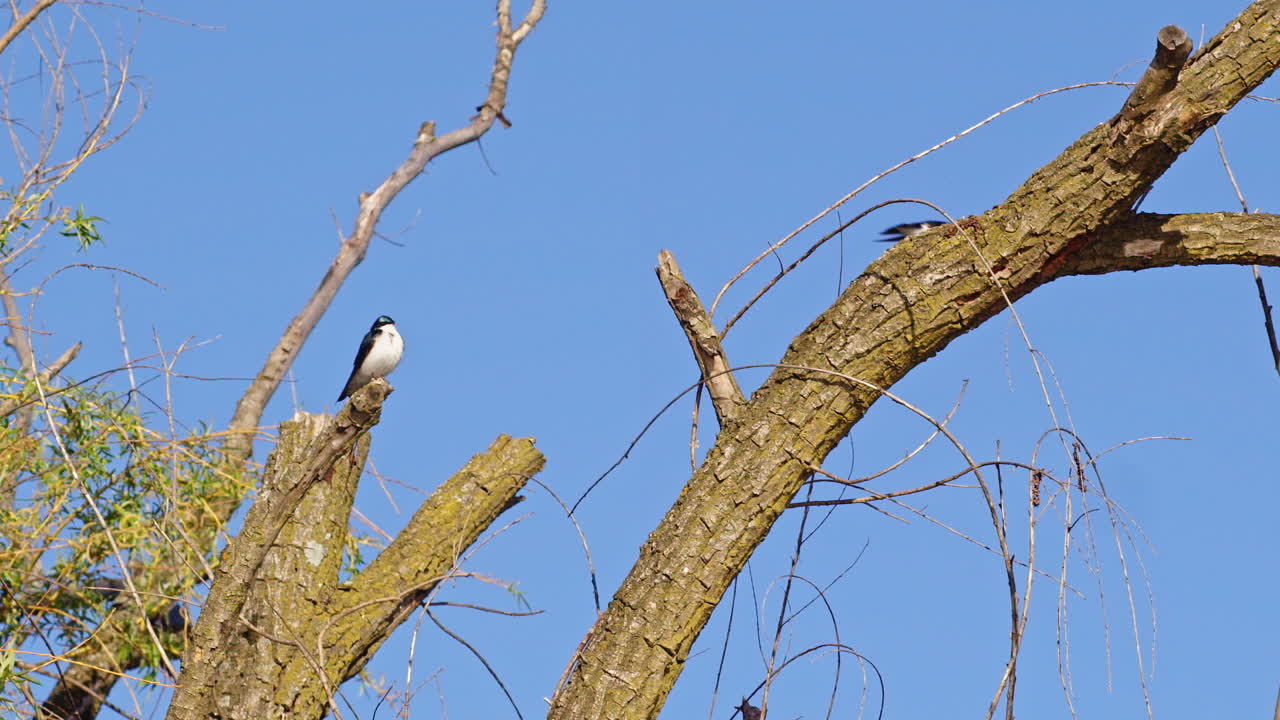 Purple martins performing love dances in cinematic slow motion.