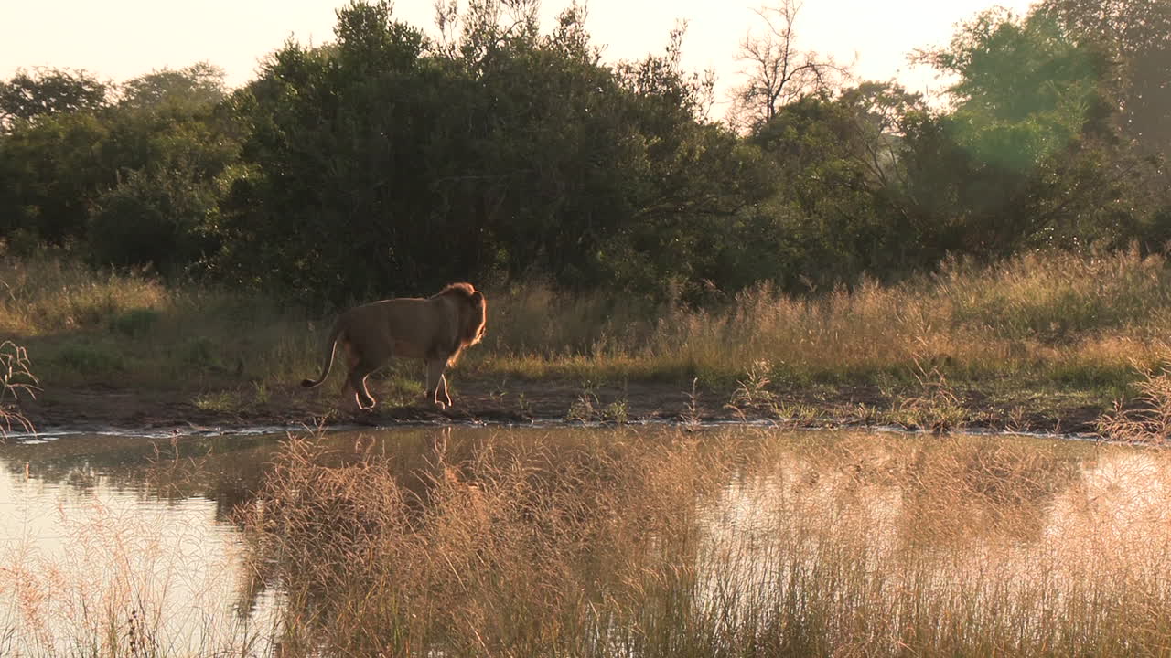 Male lion takes a sip of morning pond water before strolling along the edge