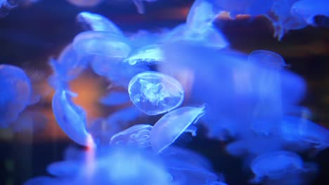 large group of small neon glowing jellyfish gracefully moving around dark blue deep sea water