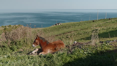 foal resting on a hill overlooking the ocean
