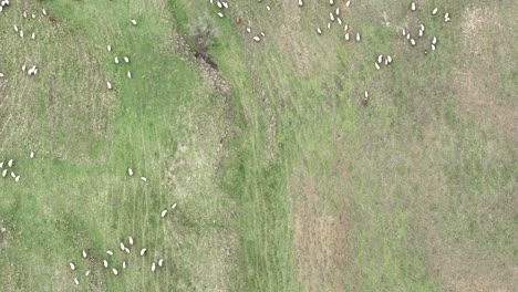 Vista-De-Pájaro-Sobre-El-Rebaño-De-Ovejas-En-El-Campo-De-Hierba-Verde-Cerca-De-Udabno-En-Georgia---Disparo-De-Drones