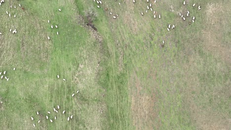 bird's eye view over herd of sheep on green grass field near udabno in georgia - drone shot