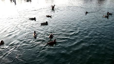 patos nadando en un lago cristalino