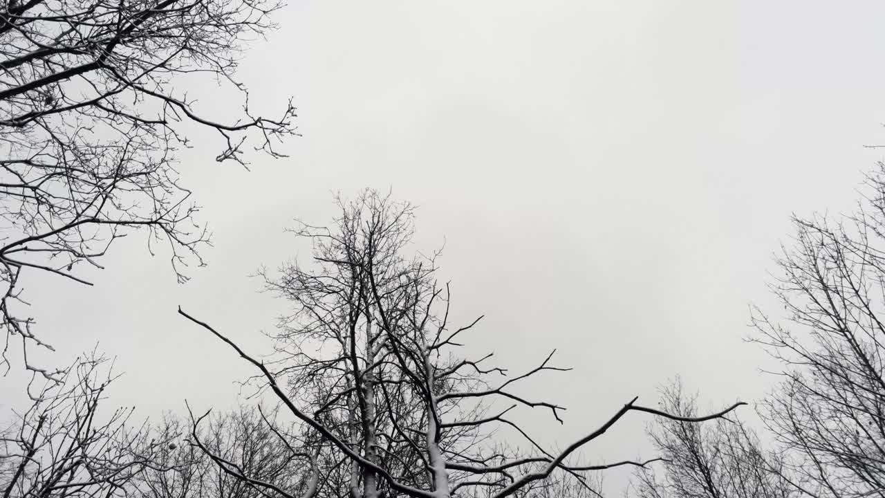 Tree Branches Open Arms in the Forest