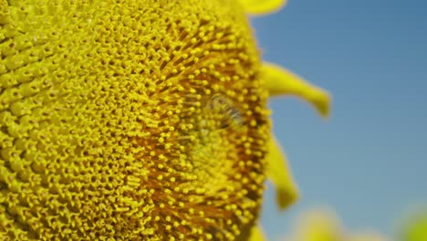 close-up of a vibrant yellow sunflower with a bee, set against a bright summer