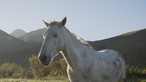 close up slight track right of a beautiful white horse in golden light on a misty morning during the sunrise