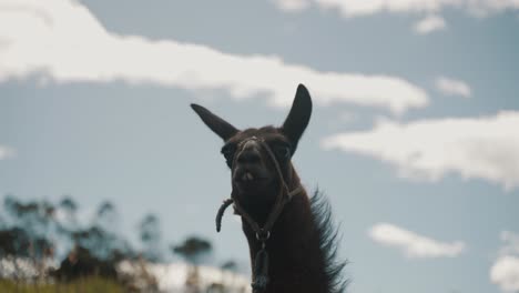 Llama-Head-Against-Cloudy-Blue-Sky---close-up