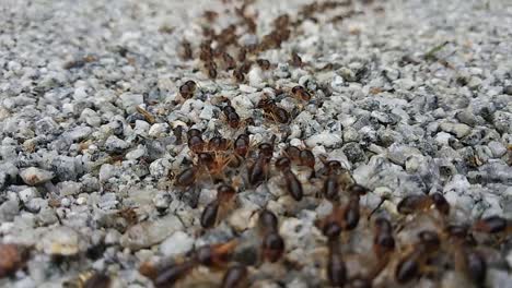 a large group of red termites are moving on a rocky ground surface during the day