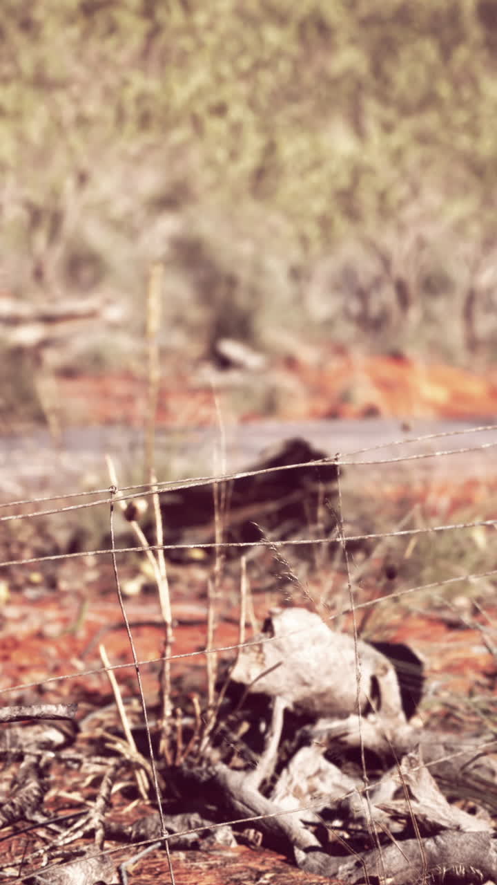 primer plano de un cráneo en una línea de valla en el interior de australia