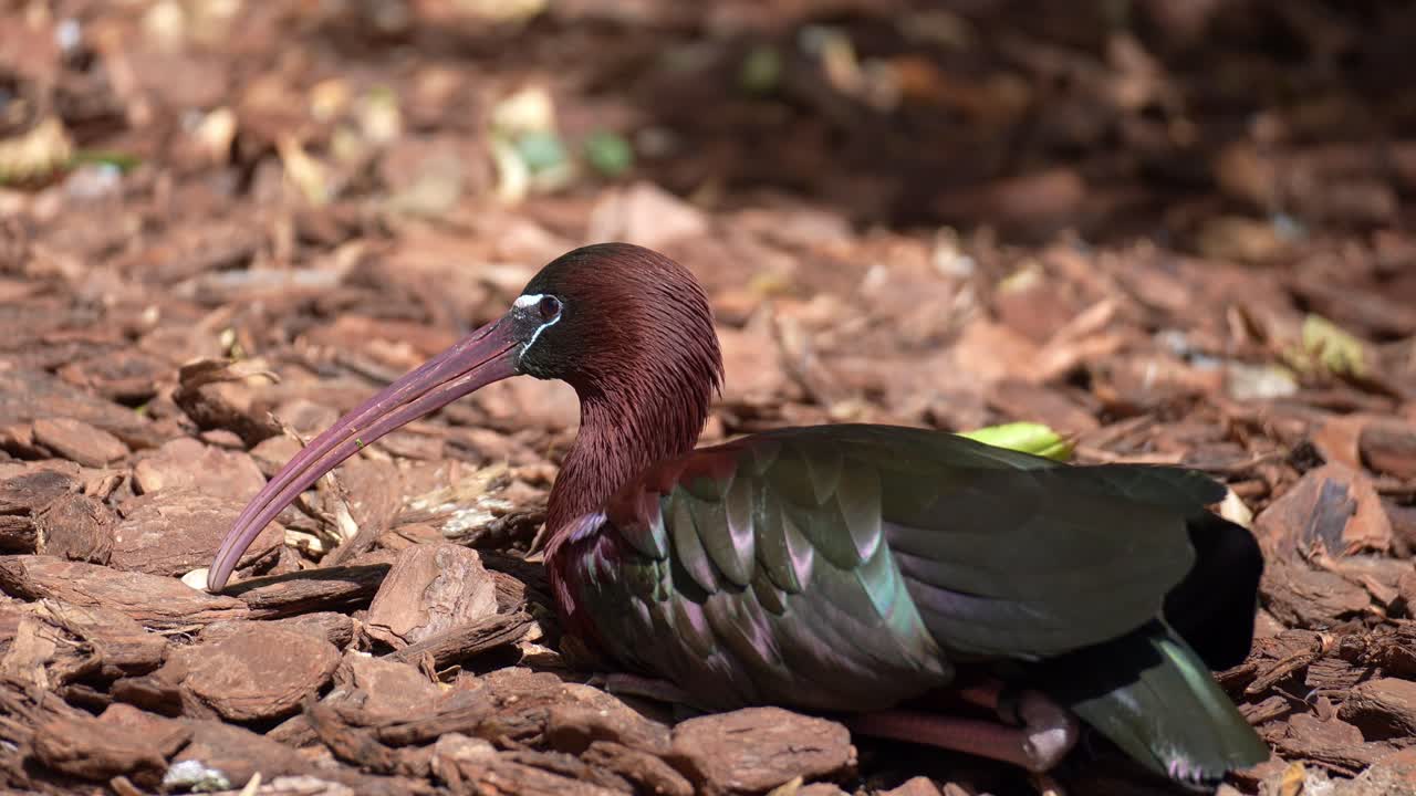Un ibis eremita (Plegadis falcinellus) con piumaggio marrone scuro e verde iridescente e un becco lungo e curvo, appoggiato su uno strato di trucioli di legno marrone, scatto ravvicinato