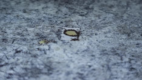 Ants-eating-poison-on-counter-on-white-cardboard-main-view