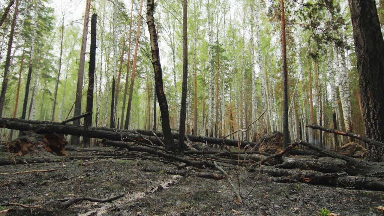 Brændt skovbund efter skovbrand med grønne træer i baggrunden