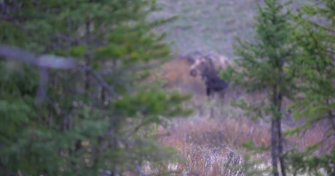 Cinematic focus pull from foreground trees to a female moose grazing on woody vegetation in a North American forest. The moose lowers its head naturally to continue feeding.