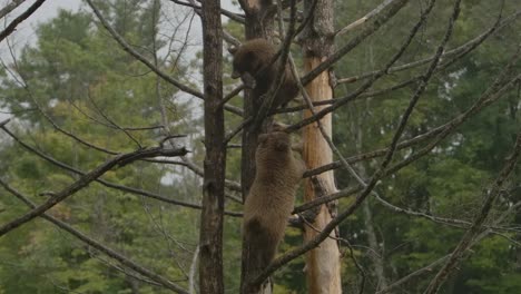 oseznos de canela en árbol slomo lloviendo