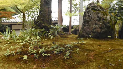 diapositiva de pequeñas plantas en kyoto, japón 4k cámara lenta de izquierda a derecha
