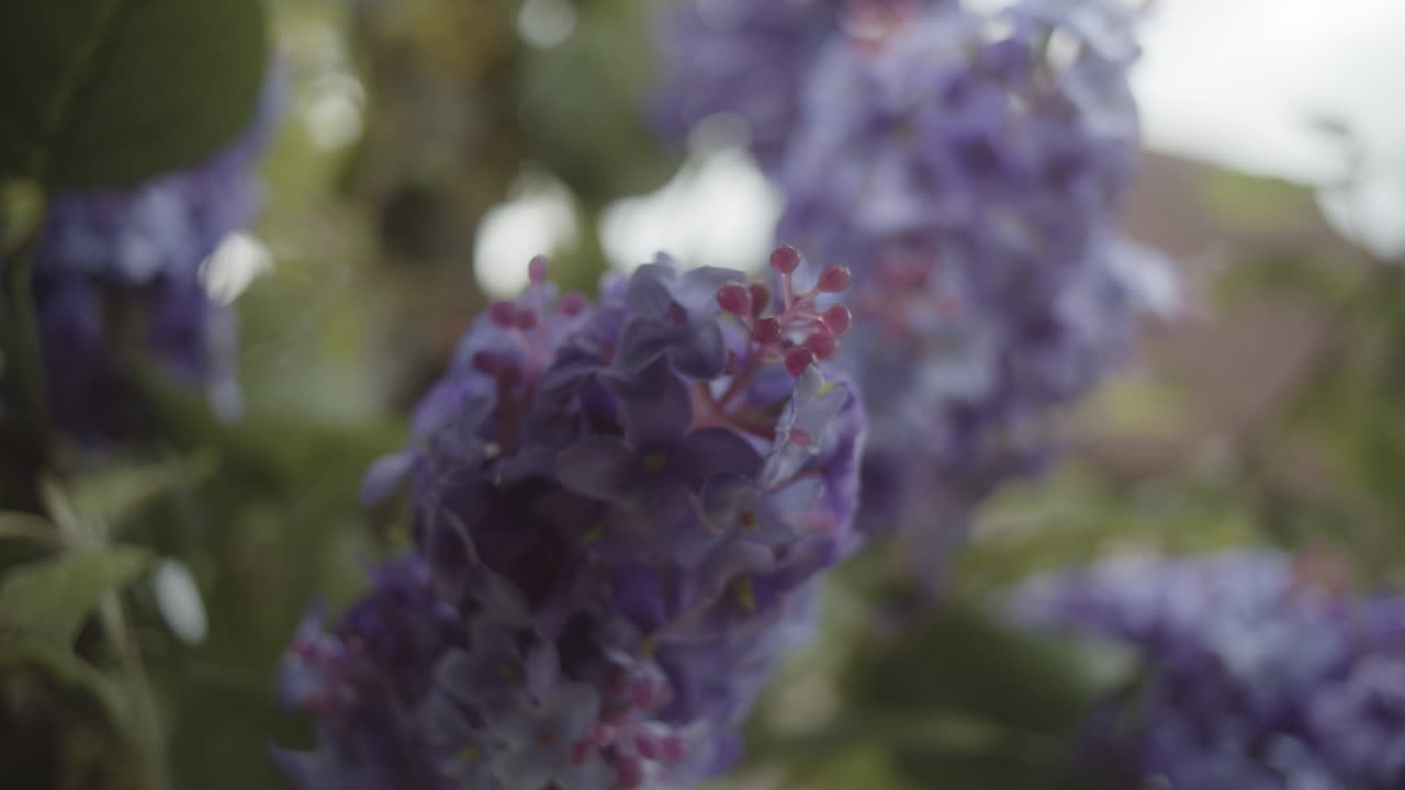 fotografía de cerca de la lavanda en crecimiento