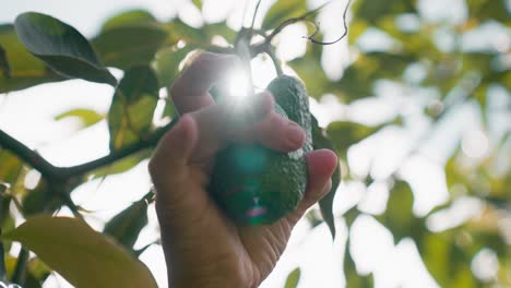 male hand measuring an avocado growing on an tree on a sunny day