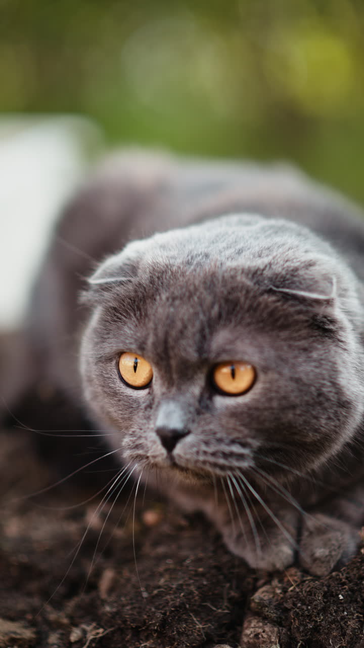 Gatto Scottish Fold grigio con occhi arancioni appostato in un giardino. Verticale