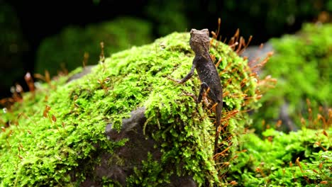 Mirando-Hacia-Una-Hormiga-Que-Se-Mueve-Sobre-Una-Roca-Cubierta-De-Musgo,-Brown-Pricklenape-Acanthosaura-Lepidogaster,-Parque-Nacional-Khao-Yai