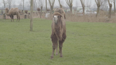 Camel-in-grass-field-walking-towards-camera