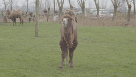 camel in grass field walking towards camera