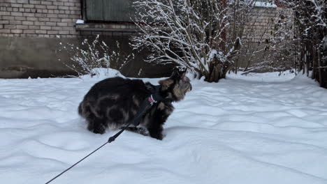 el gato maine coon atado con una correa caminando curiosamente en la nieve