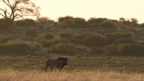 lion walking through the african savanna at sunset - wide shot