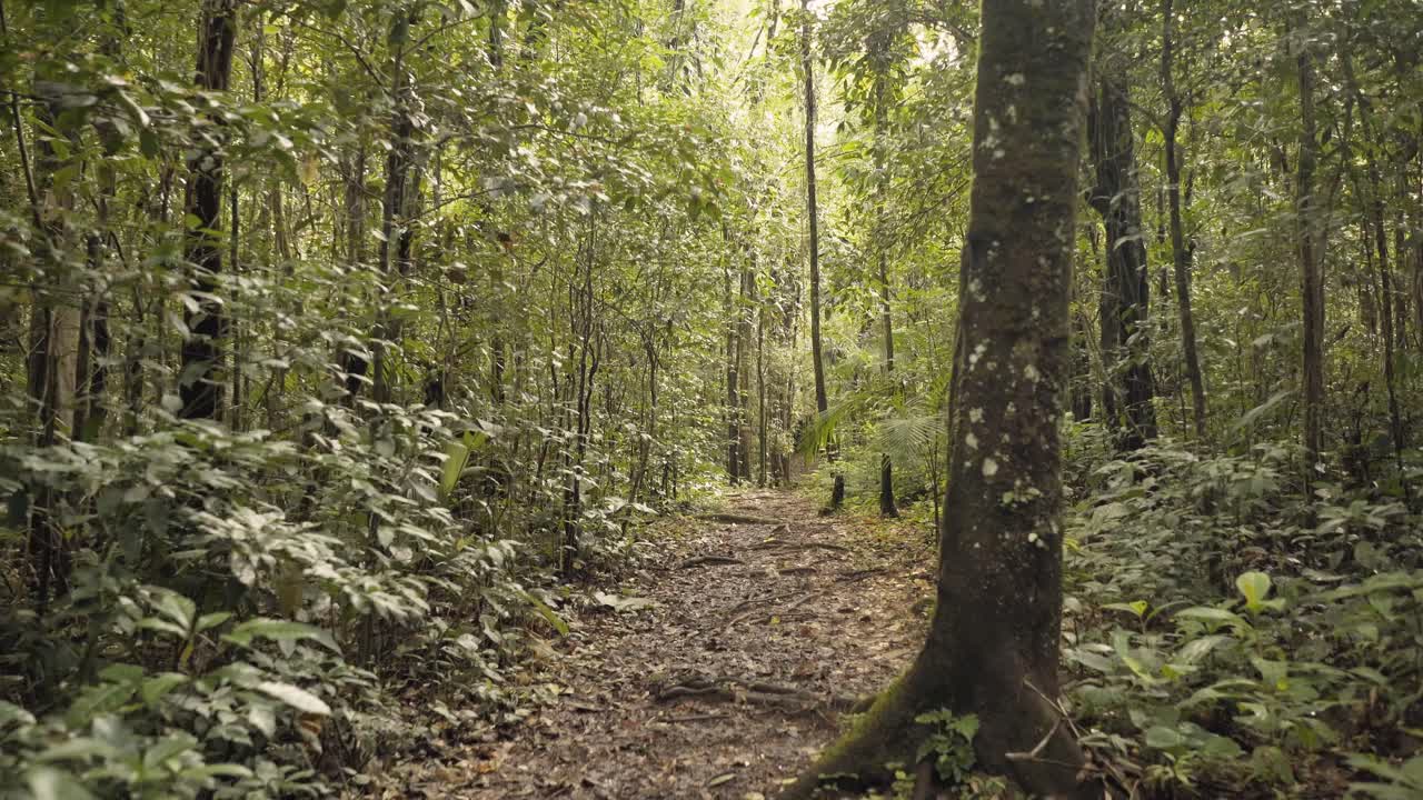 punto de vista del excursionista caminando por el sendero a través del verde bosque tropical amazónico