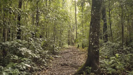 Hiker-point-of-view-walking-on-trail-through-green-amazon-tropical-forest